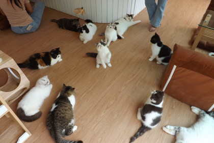 店内の猫